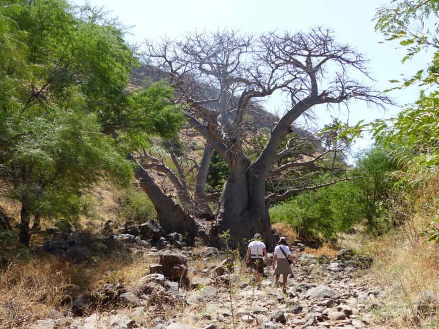 Praia: Baobab Mysterious Tree, Green Valley & Old City Hike - Learning about grogue and local life