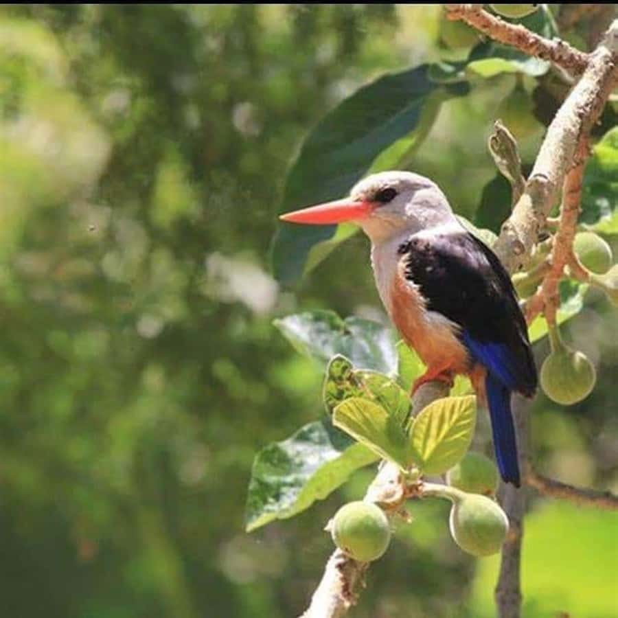 Praia: Baobab Mysterious Tree, Green Valley & Old City Hike - What to wear and carry
