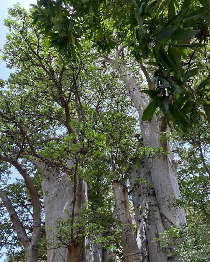 Praia: Baobab Mysterious Tree, Green Valley & Old City Hike - A downhill trail through working farms