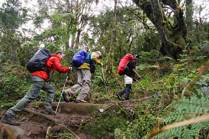Private Full Day Hiking Experience to Marangu Route - Is $260 per person fair value?