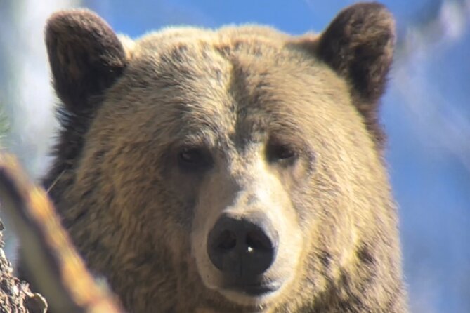 Private Yellowstone Tour: ICONIC Sites, Wildlife, Family Friendly Hikes + lunch - Yellowstone Lake, lunch, and a welcome pause