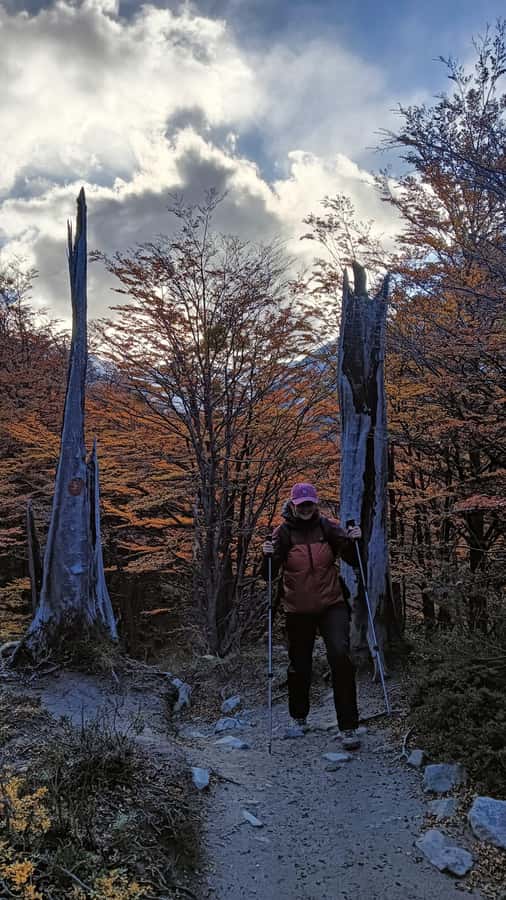 Puerto Natales: Base of the Towers Trekking Experience - El Chileno and the stream from Almirante Nieto