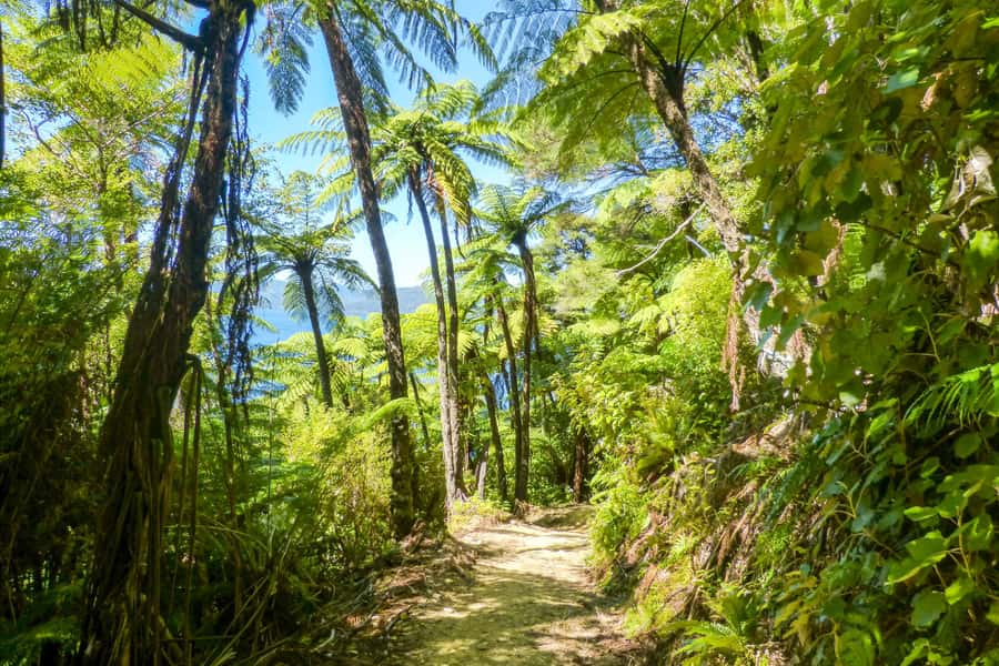 Queen Charlotte Track: Cruise & Self-Guided Hike from Picton - Who will enjoy this day most?