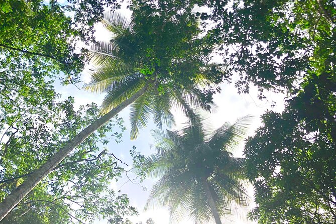 Rainforest Hike and Waterfall Safari - The guides make the difference