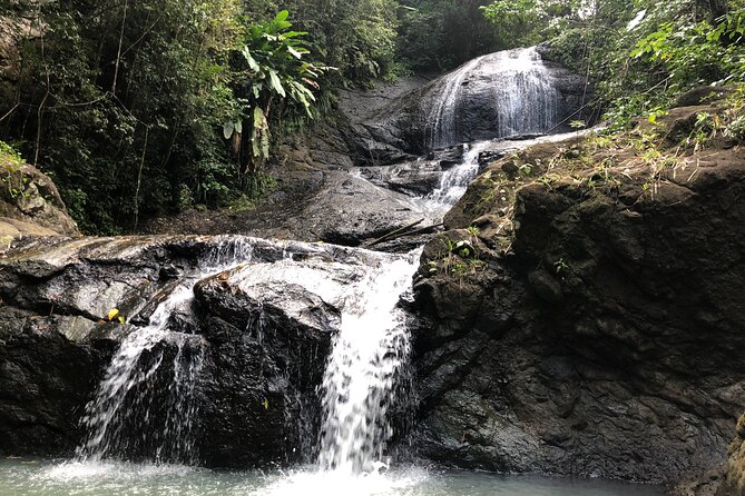 Rainforest Hike and Waterfall Safari - The rainforest walk to Venus Estate Waterfall