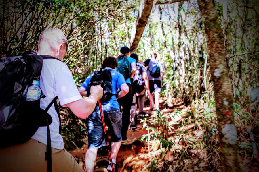 Rio: Tijuca Forest Small Group Hike to Caves and Waterfalls - A suspension bridge, old cemetery, and forest remains