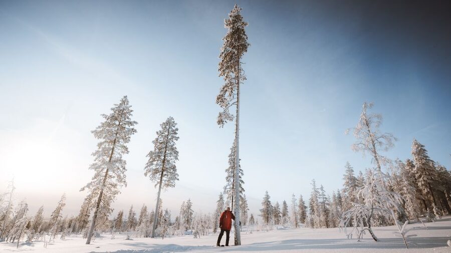 Rovaniemi: Lapland Ski Trekking Safari - How hard is the four-hour trek?