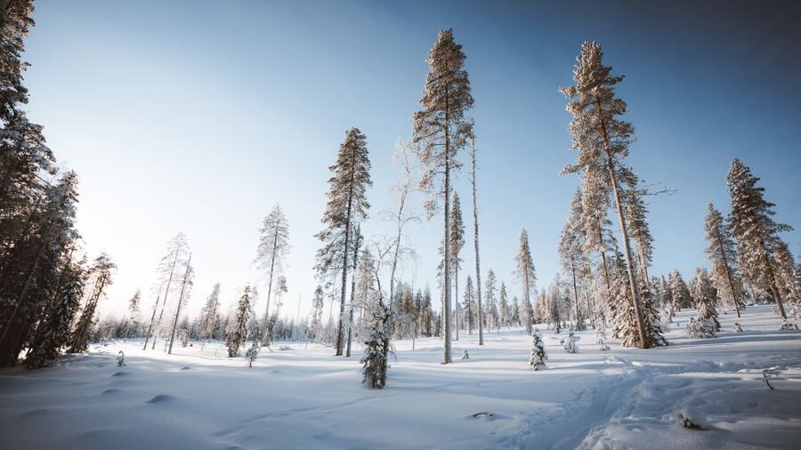 Rovaniemi: Lapland Ski Trekking Safari - What the $128 price includes