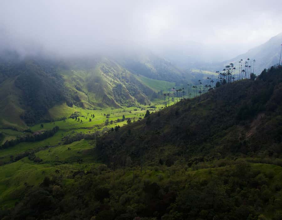 Salento/Pereira: Cocora Valley & Salento Hiking Private Tour - Practical advice before you book