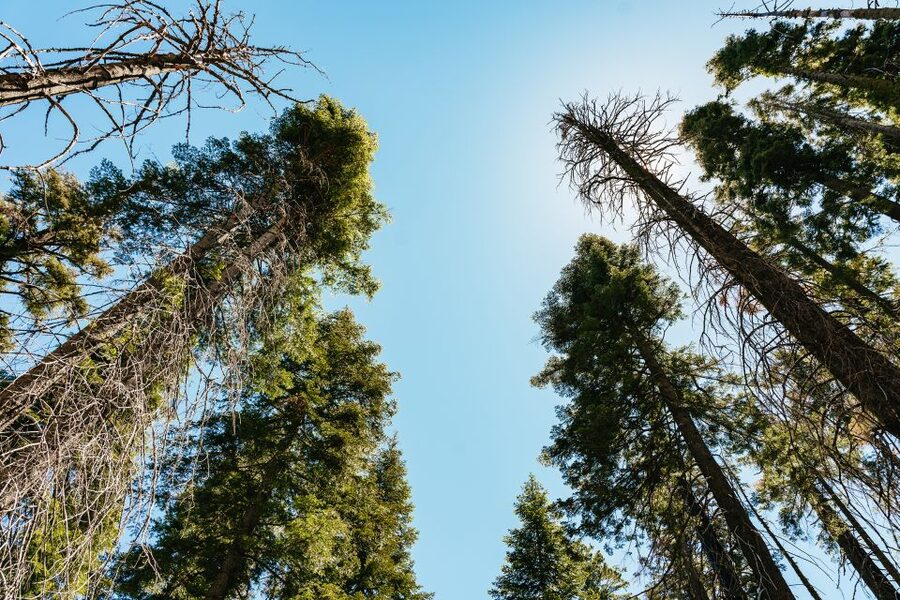 San Francisco: Yosemite National Park & Giant Sequoias Hike - Half Dome, Bridalveil Fall, and the Yosemite Valley viewpoints