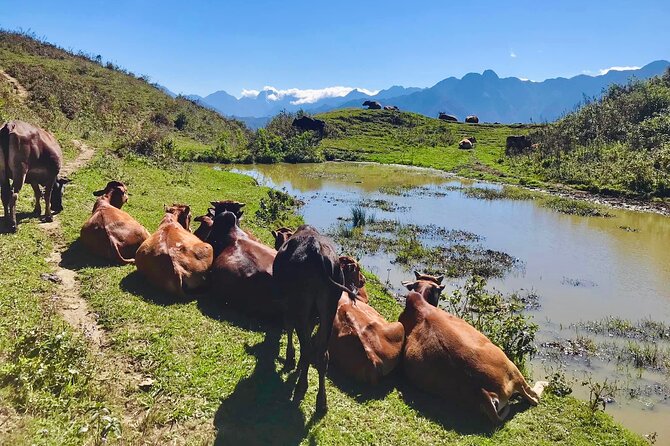 Sapa The Hidden Trail Trek 1 Day - Mountain & Rice Valley - What $35 covers, and where the value sits