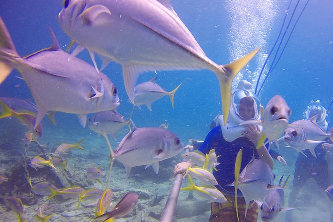 Sea Trek Helmet Dive at Coral World Ocean Park - Booking, cancellation, and weather details