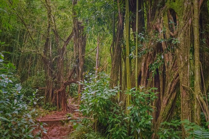 Self guided Hike Trail to Nature Walk & Waterfall - Who should book this hike