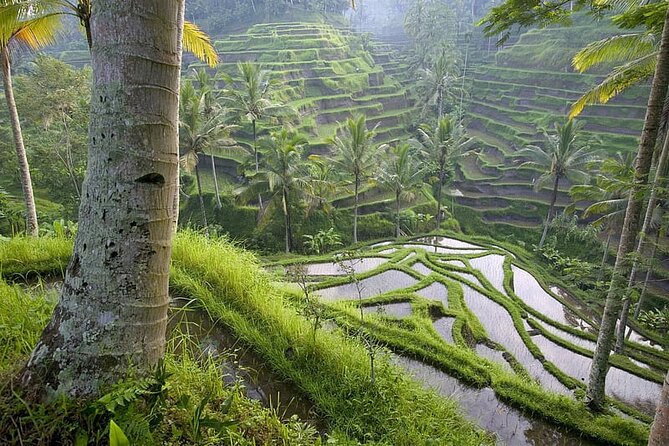 Selogriyo Temple and Trekking Java Rice Terraces, hidden waterfall -Nature Java - Is the $55 price good value?