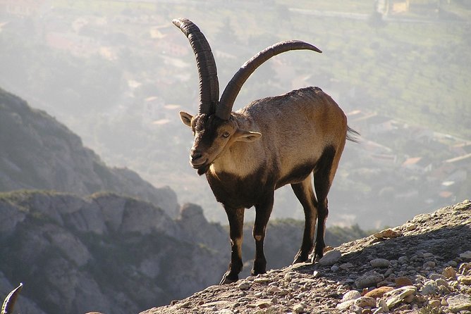 Semi-Private Montserrat Monastery, Funicular & Scenic Nature Walk - Market time, cheese, and the return to Barcelona