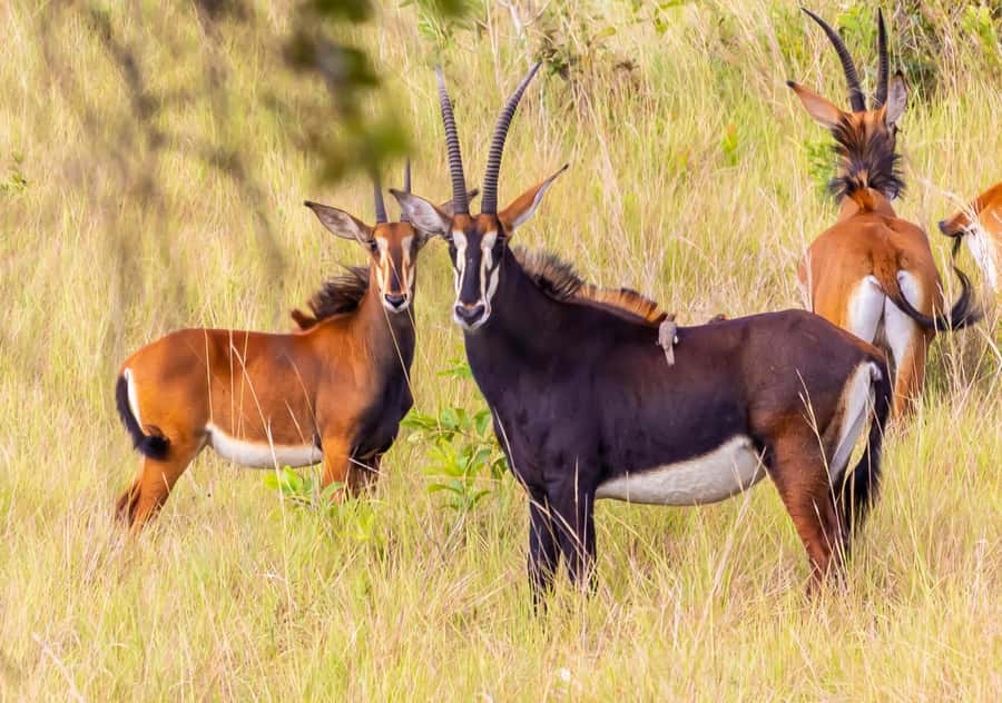 Shimba Hills Day Safari & Sheldrick Falls Hike Private Tour - Why Shimba Hills works as a day trip from the coast