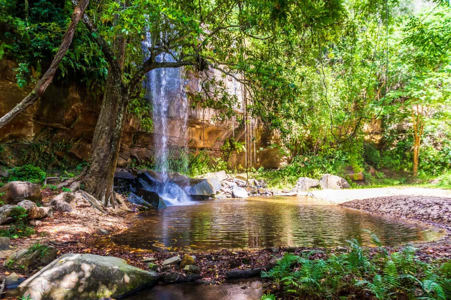 Shimba Hills Day Safari & Sheldrick Falls Hike Private Tour - The forest walk to Sheldrick Falls