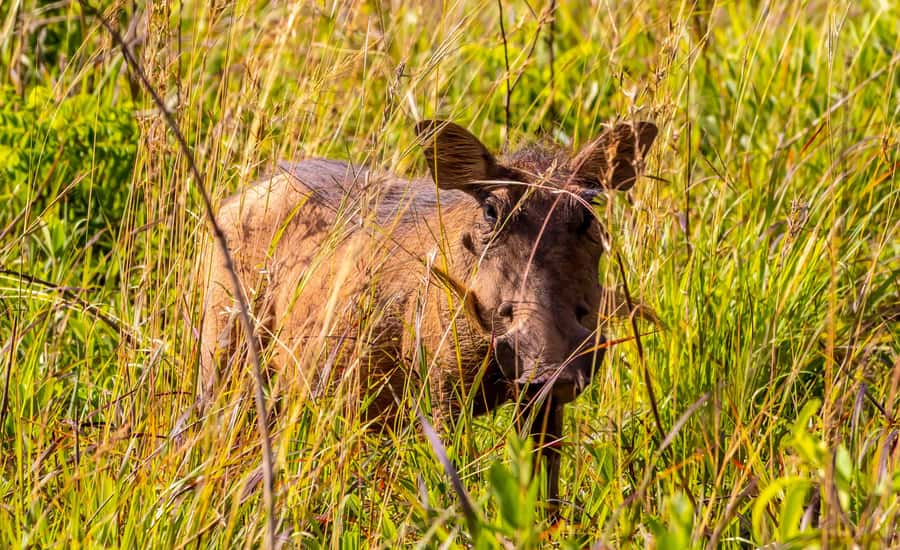 Shimba Hills Day Safari & Sheldrick Falls Hike Private Tour - Sheldrick Falls and the question of swimming