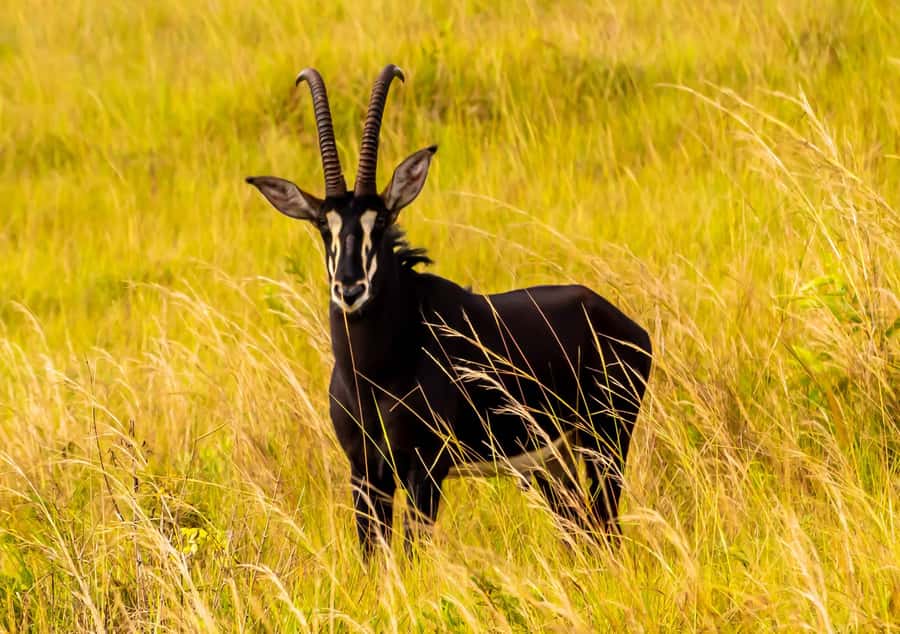 Shimba Hills Day Safari & Sheldrick Falls Hike Private Tour - What $270 per person really covers