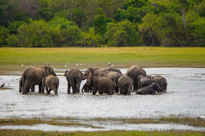 Sigiriya Lion Rock Hike & Minneriya National Park Safari - Why this pairing works so well