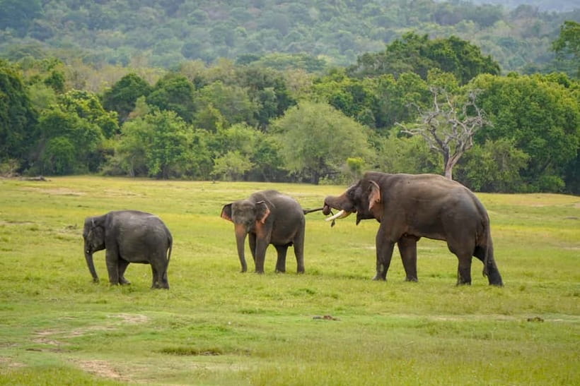 Sigiriya Lion Rock Hike & Minneriya National Park Safari - The lunch break and optional local additions