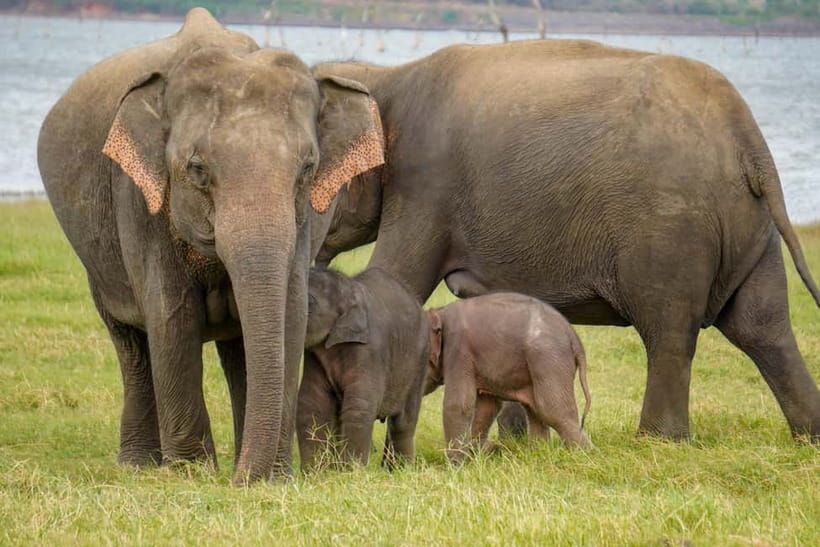 Sigiriya Lion Rock Hike & Minneriya National Park Safari - Who should book this day?