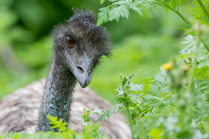 Small-Group Grampians Great Wildlife Escape Day Trip with Hiking - Wildlife, weather, and what to pack