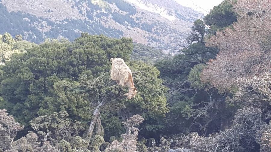 South Crete: Sarakinas Gorge Hike, Swim & Jeep Safari - Selakano Forest brings the off-road element