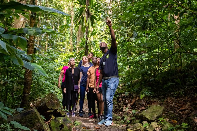 St Lucia Ultimate 3: Aerial Tram, Zipline and Hiking at Rainforest Adventures - Returning to the station and riding down