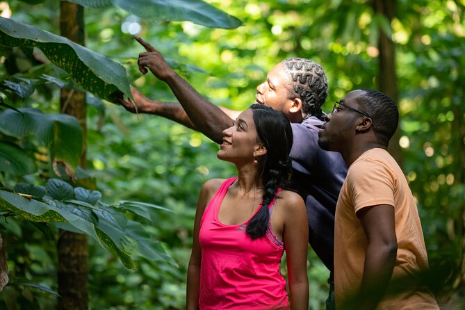 St. Lucia Zip line, Aerial Tram and Hiking tour Ultimate 3 - Eight zip lines across 16 platforms