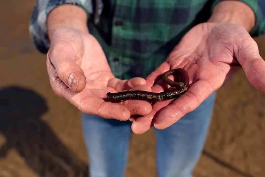 Sylt: Guided Mudflat Hike on the Island - Why Sylt’s mudflats are worth your time