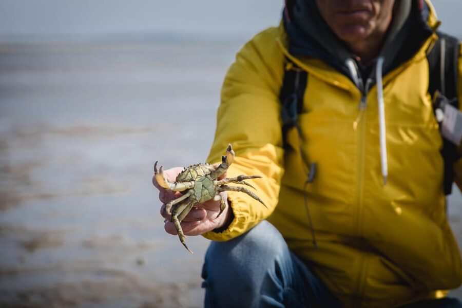 Sylt: Guided Mudflat Hike on the Island - What the 1.5 to 2-hour walk is like