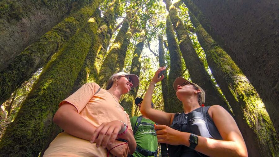 Tenerife: Hike Above Masca in Enchanted Forest with Pick-up - Why this Masca hike feels different
