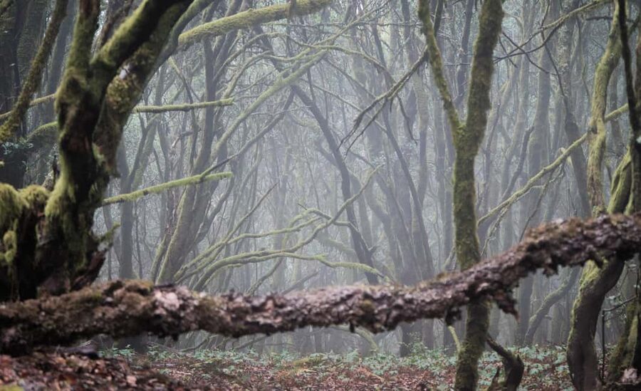 Tenerife: Hike Above Masca in Enchanted Forest with Pick-up - The Enchanted Forest is the real signature