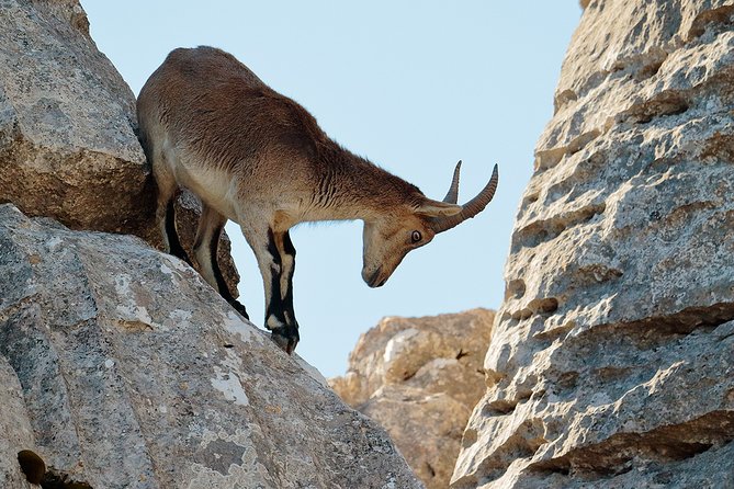 Torcal de Antequera Hiking Tour from Málaga - Why Torcal de Antequera is worth the morning trip