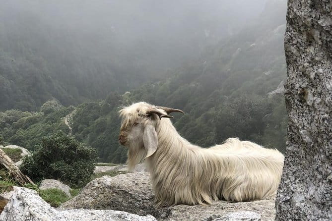 Triund Trek - Starting at McLeod Ganj at 9 a.m.