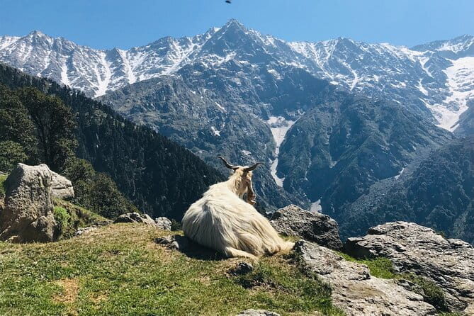 Triund Trek with Manu Adventures India - From Bhagsu Nag into oak and rhododendron forest