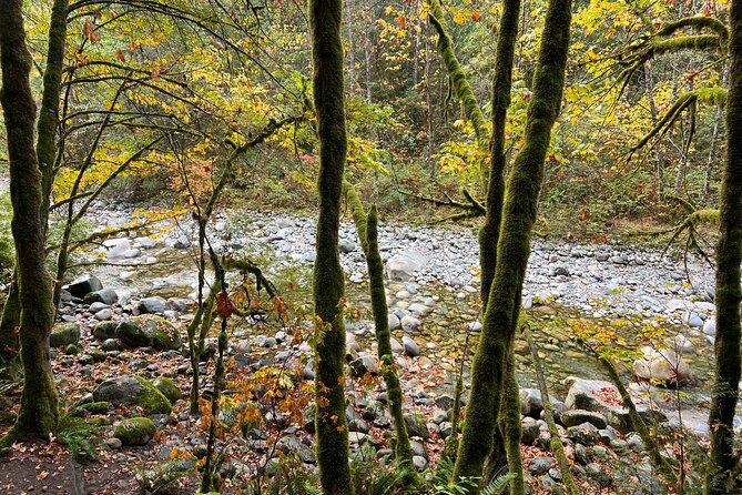 Vancouver Rainforest Hike with Waterfalls, Suspension Bridge, Old Growth Forest - How much value do you get for $58.56?