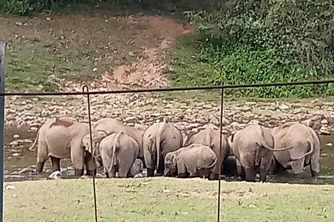 Wild Elephant Anakulam & Waterfalls Tour(munnar valley Trekking) - Anakulam is the reason to go