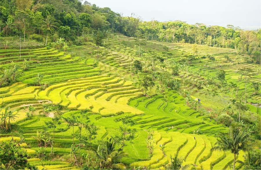 Yogyakarta: Selogriyo Temple Tour & Java Rice Terrace Trek - Key points at a glance