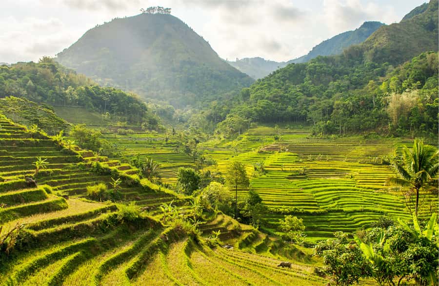 Yogyakarta: Selogriyo Temple Tour & Java Rice Terrace Trek - Why Selogriyo is worth the long ride