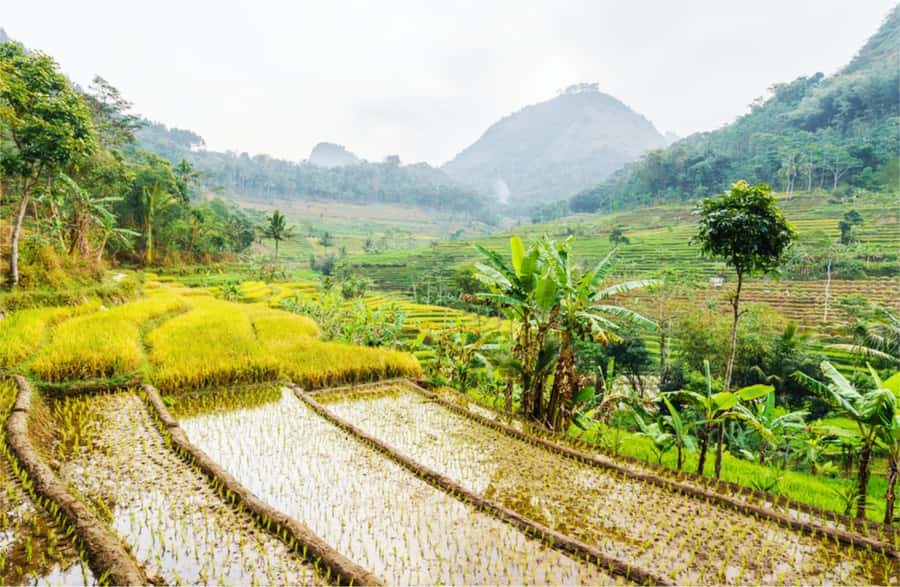 Yogyakarta: Selogriyo Temple Tour & Java Rice Terrace Trek - Reaching the small hilltop temple